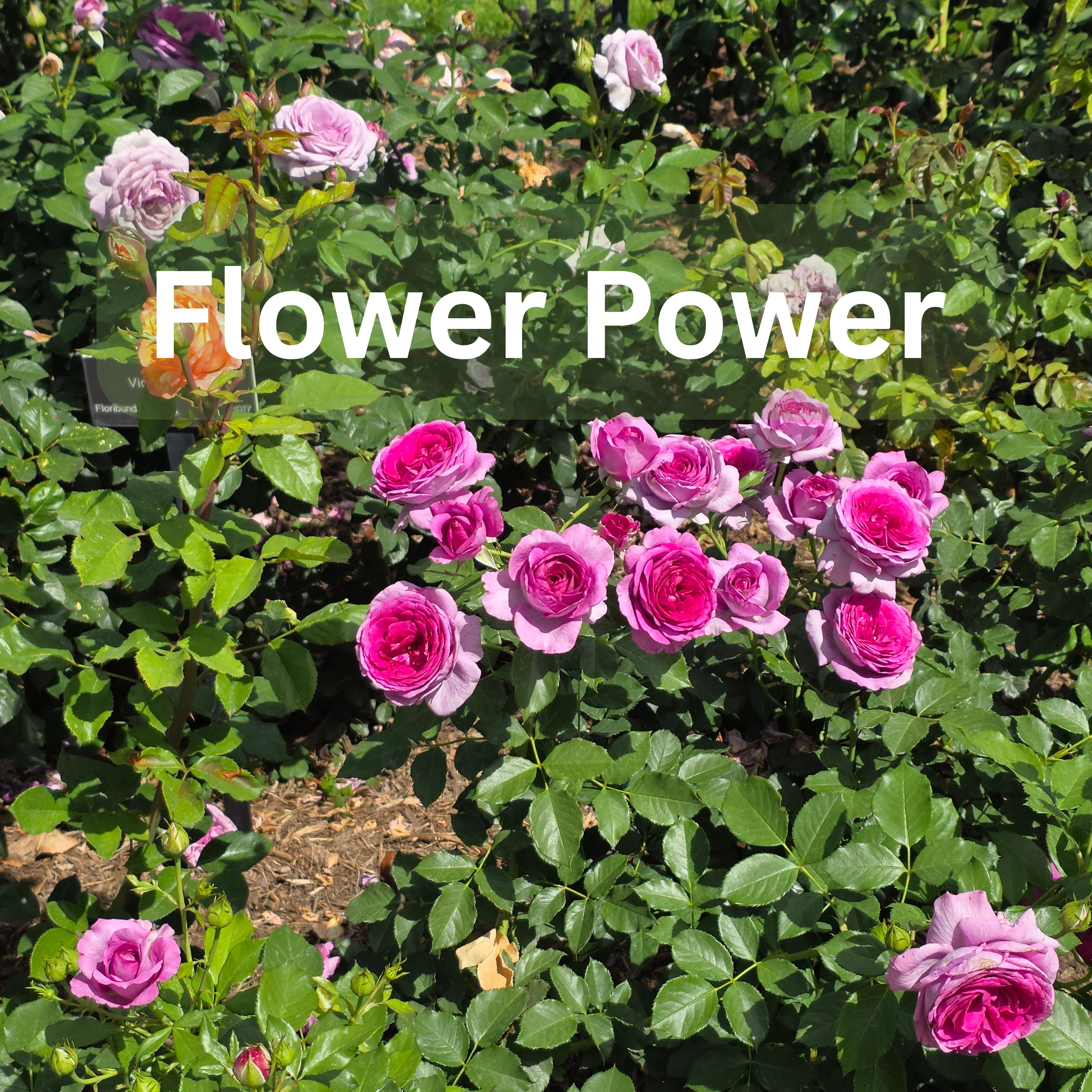 Flower Power